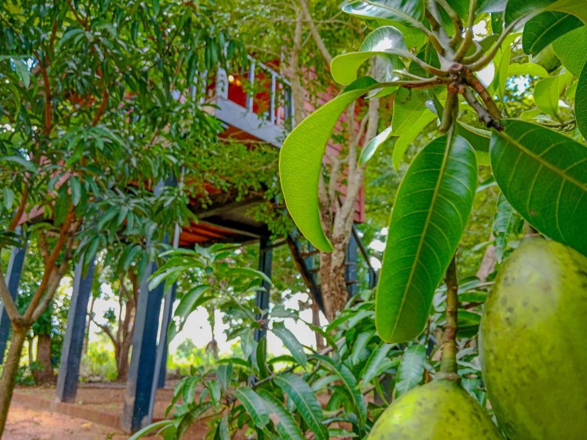 Ceylon Amigos Eco Resort Sigiriya Dış mekan fotoğraf