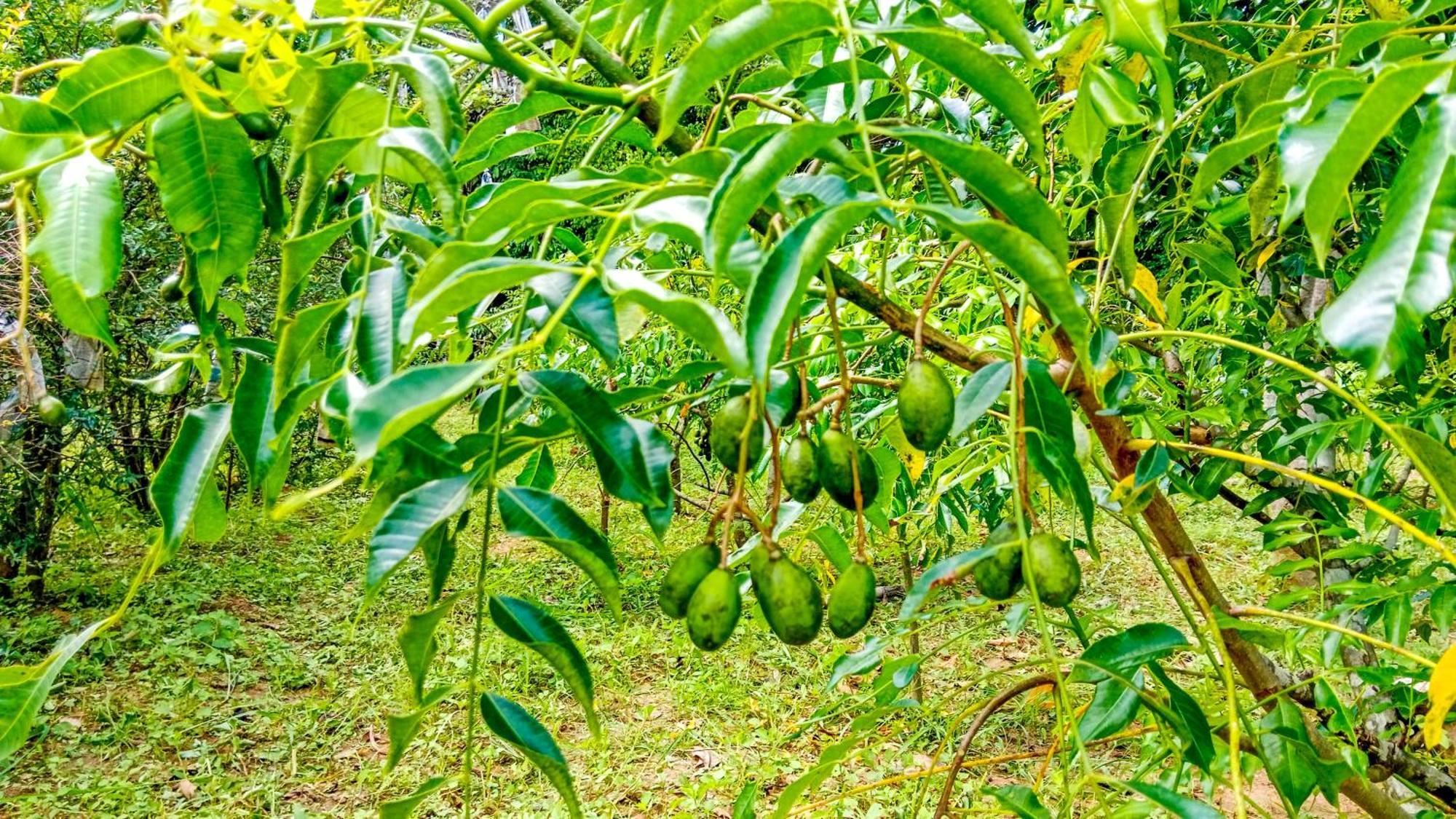 Ceylon Amigos Eco Resort Sigiriya Dış mekan fotoğraf